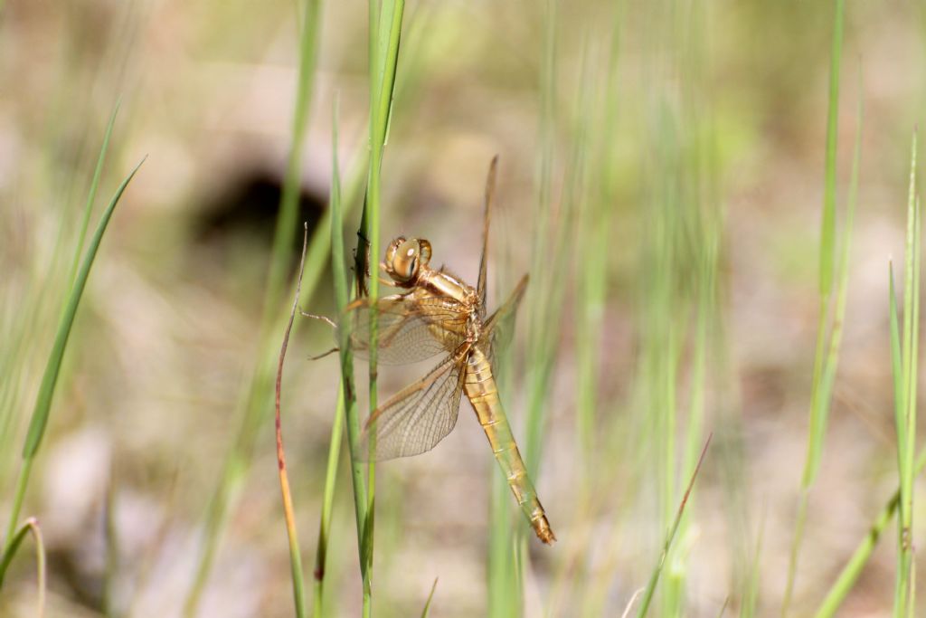 Crocothemis erythraea femmina?  S !